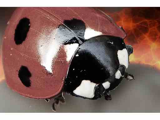 image of ladybird